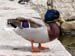 pato_real