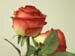 rosas
